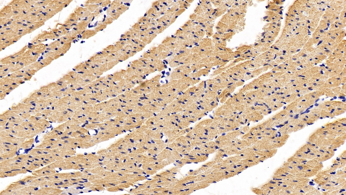 Monoclonal Antibody to Apoptotic Peptidase Activating Factor 1 (APAF1)