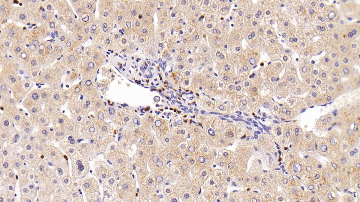 Monoclonal Antibody to Cluster Of Differentiation 8a (CD8a)