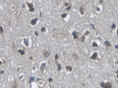 Monoclonal Antibody to VGF Nerve Growth Factor Inducible (VGF)