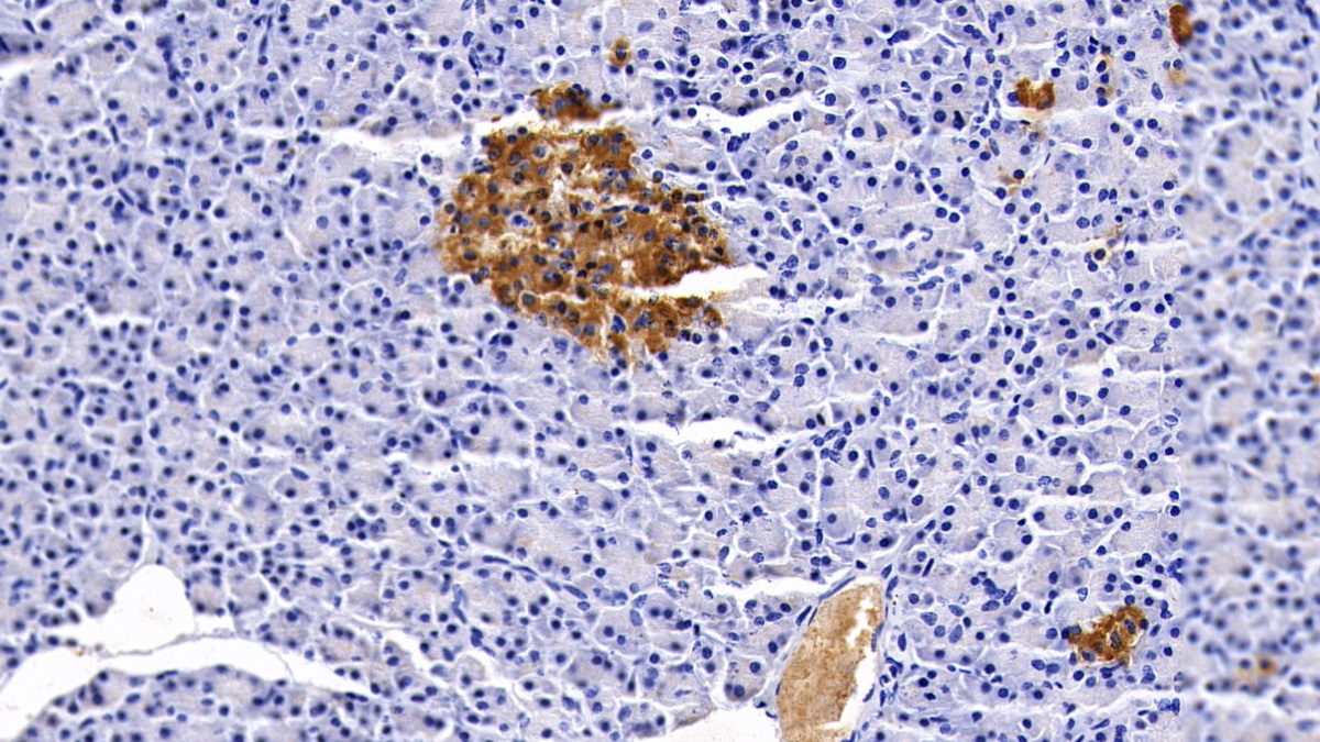 Monoclonal Antibody to Clusterin (CLU)