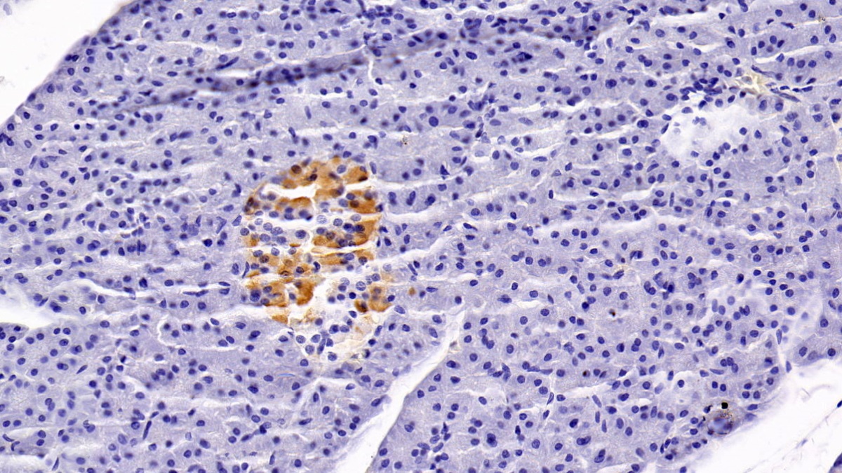 Monoclonal Antibody to Clusterin (CLU)