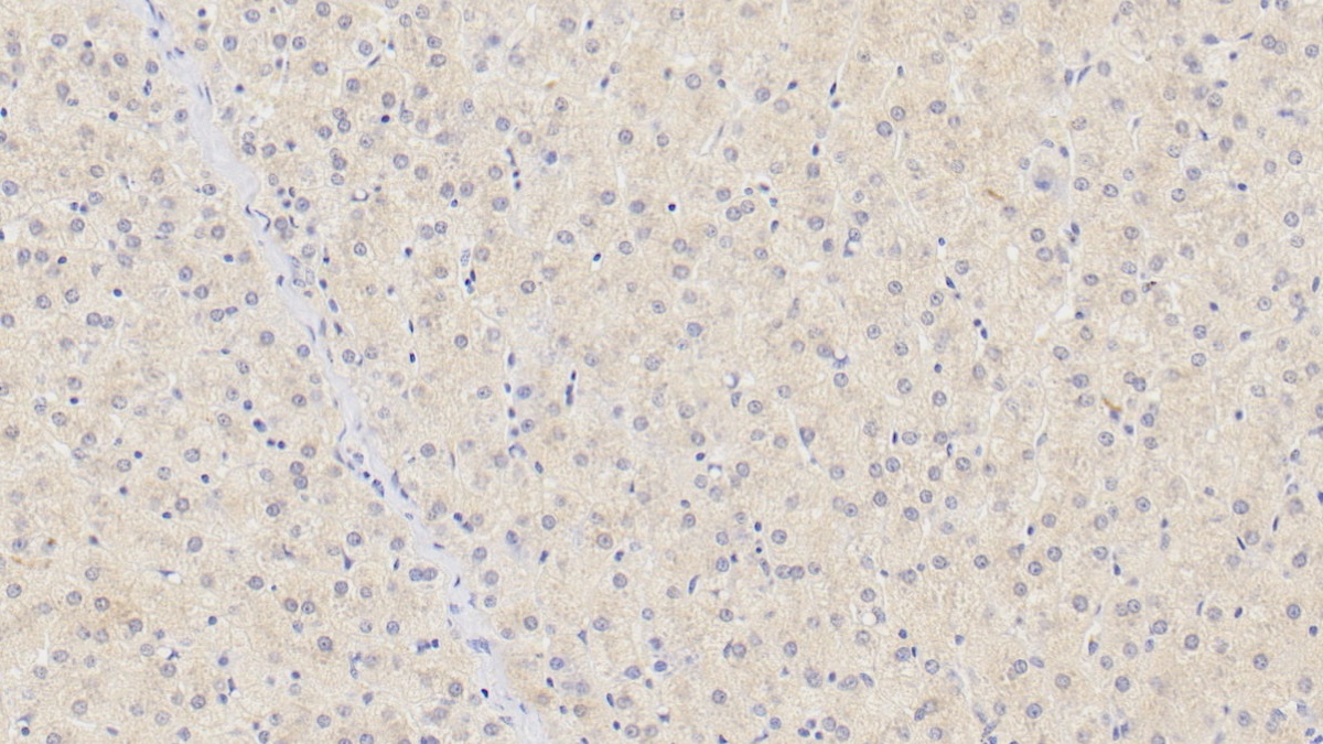 Monoclonal Antibody to Plasminogen (Plg)