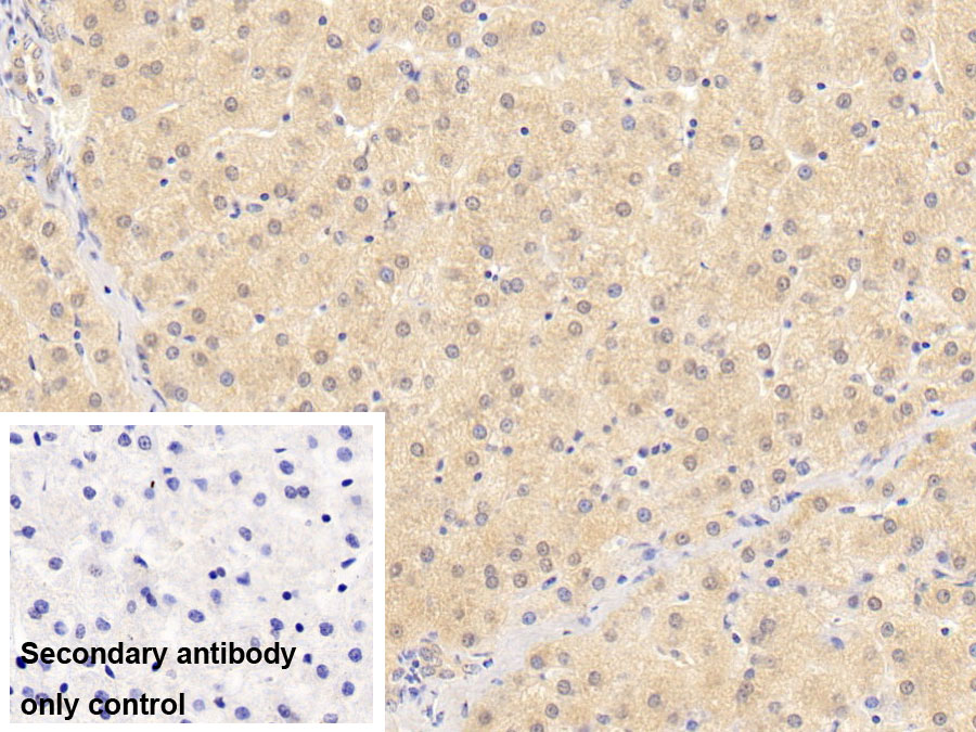 Monoclonal Antibody to Plasminogen (Plg)