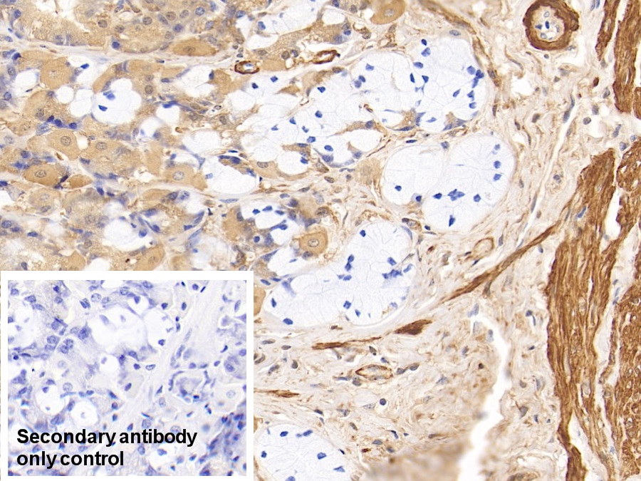 Monoclonal Antibody to Actin Alpha 1, Cardiac Muscle (ACTC1)