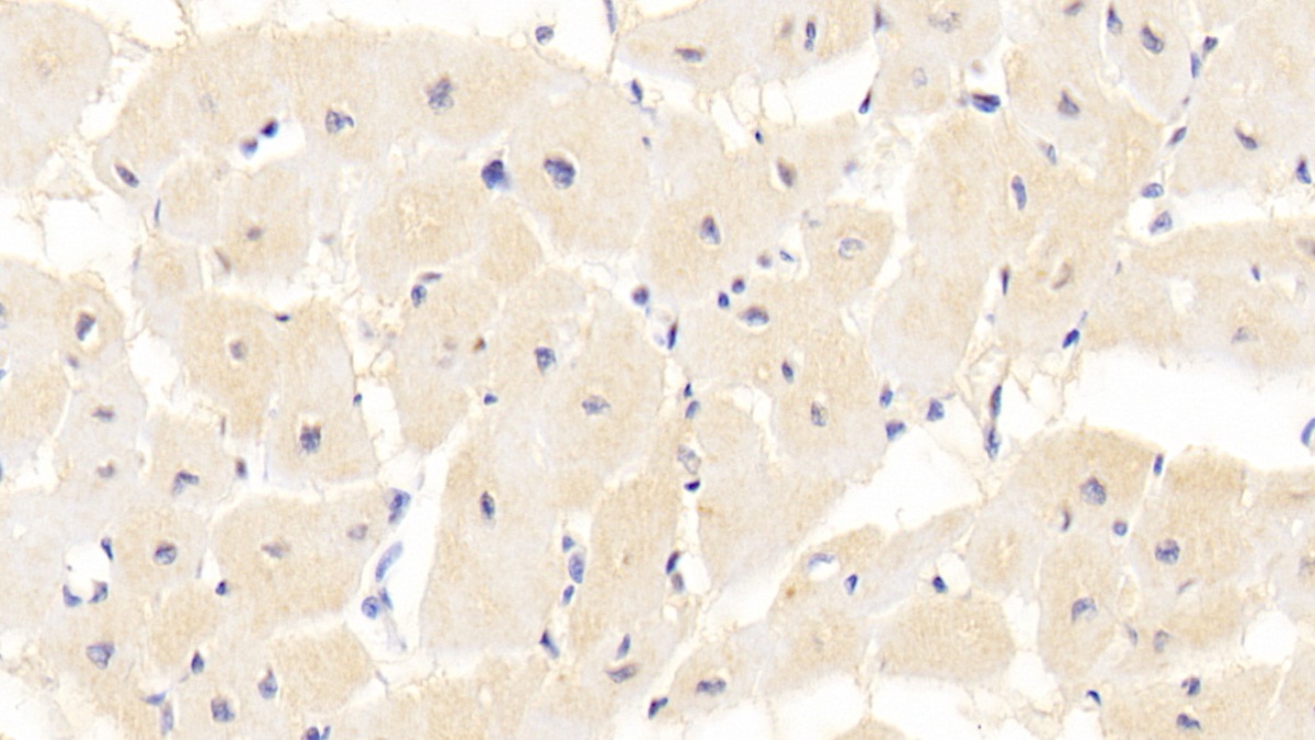 Monoclonal Antibody to Heparin Binding Epidermal Growth Factor Like Growth Factor (HBEGF)