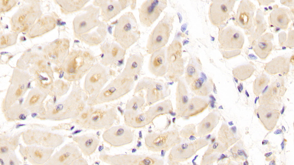 Monoclonal Antibody to Heparin Binding Epidermal Growth Factor Like Growth Factor (HBEGF)