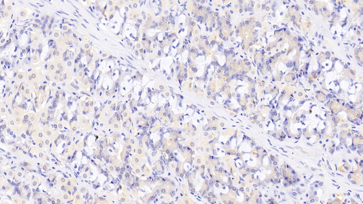 Monoclonal Antibody to Heparin Binding Epidermal Growth Factor Like Growth Factor (HBEGF)