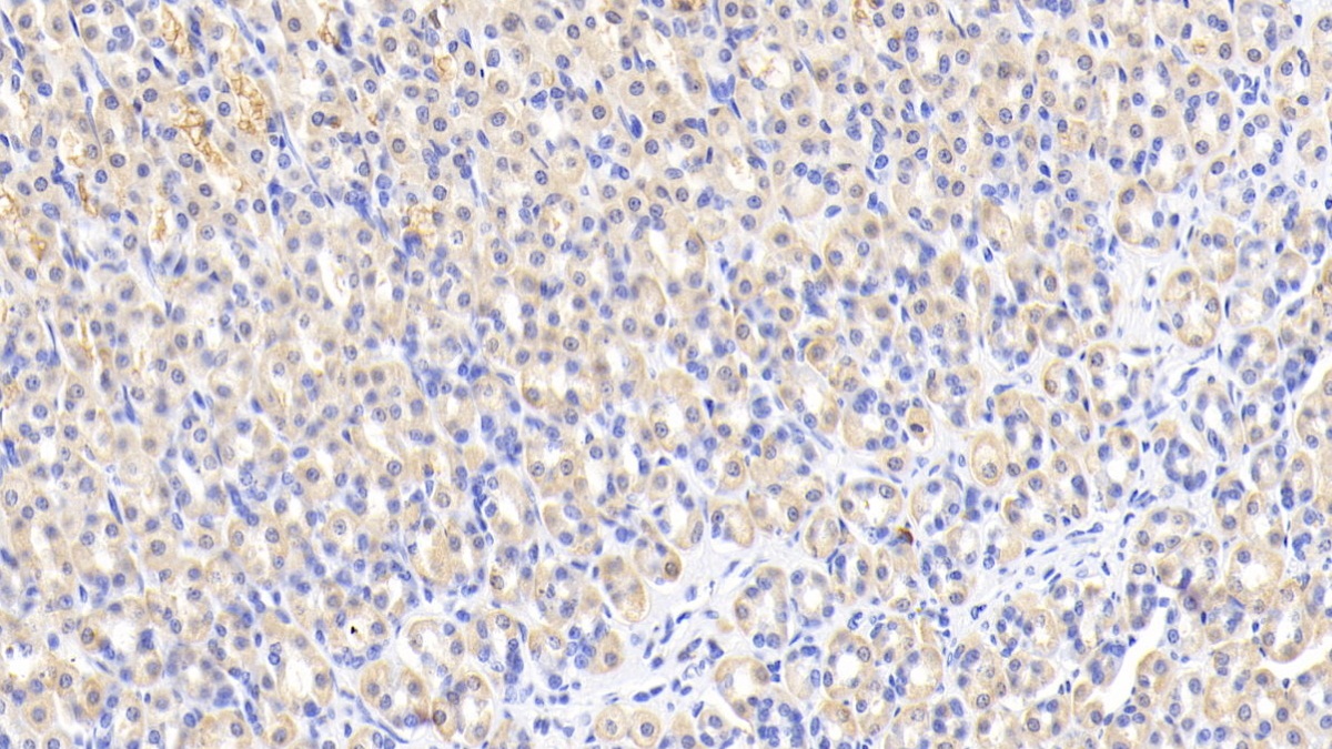 Monoclonal Antibody to Cluster Of Differentiation (CD163)