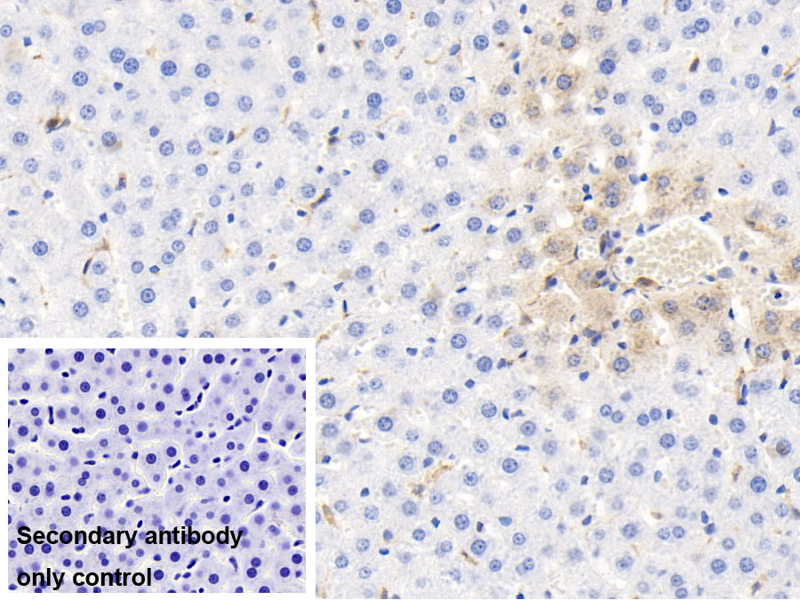 Monoclonal Antibody to Cluster Of Differentiation (CD163)