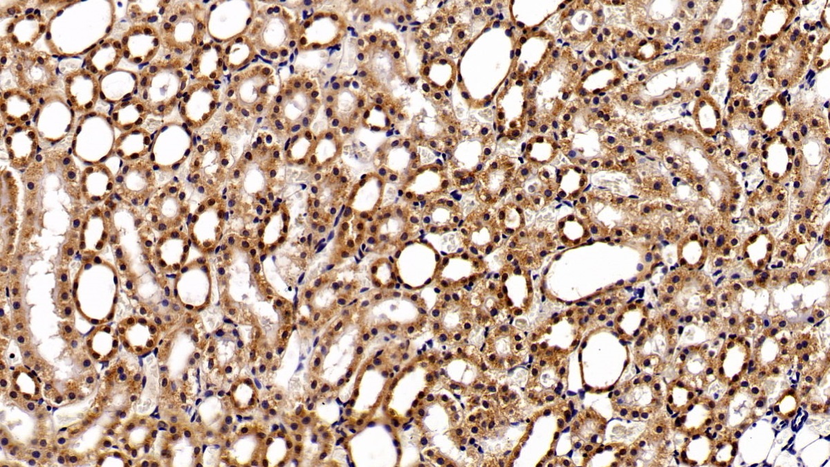 Monoclonal Antibody to Signal Transducer And Activator Of Transcription 3 (STAT3)