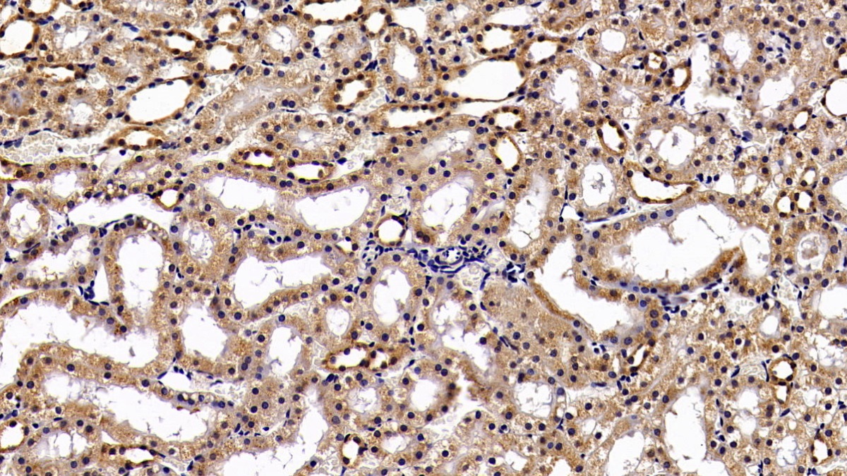 Monoclonal Antibody to Signal Transducer And Activator Of Transcription 3 (STAT3)