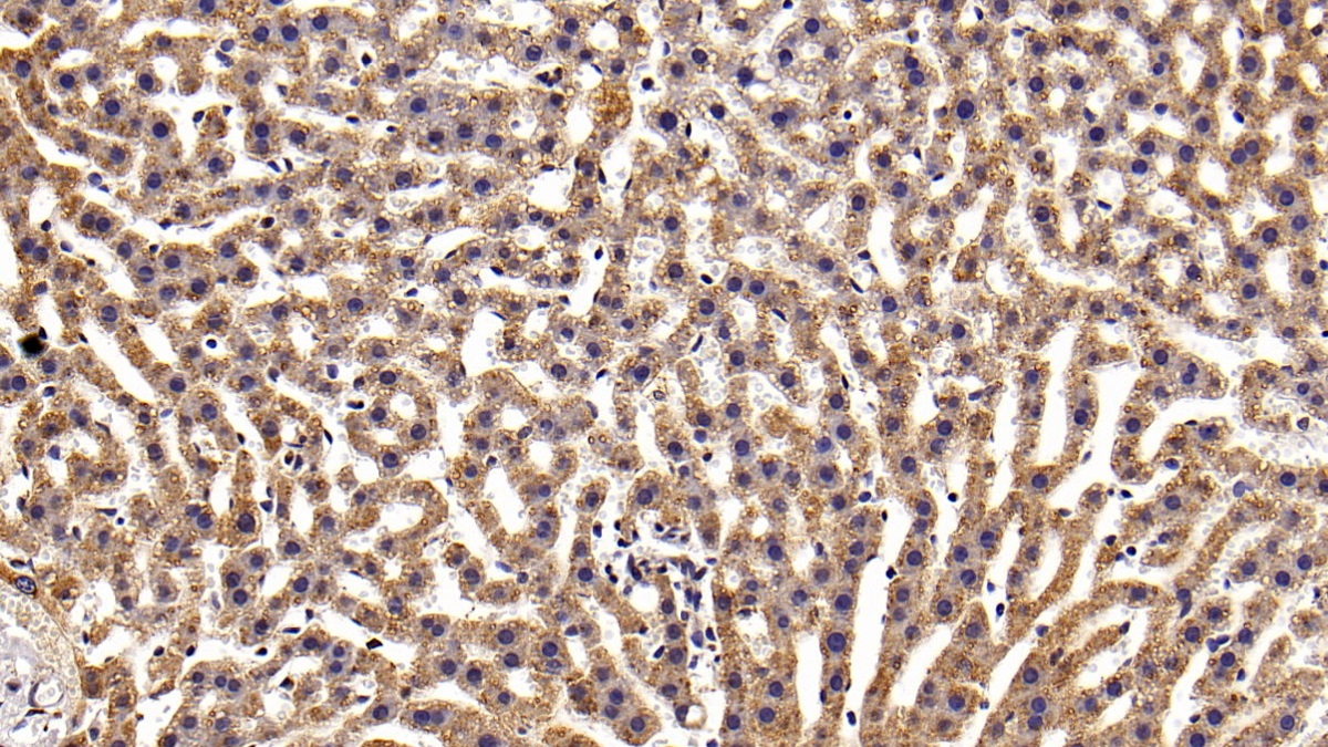 Monoclonal Antibody to Signal Transducer And Activator Of Transcription 3 (STAT3)