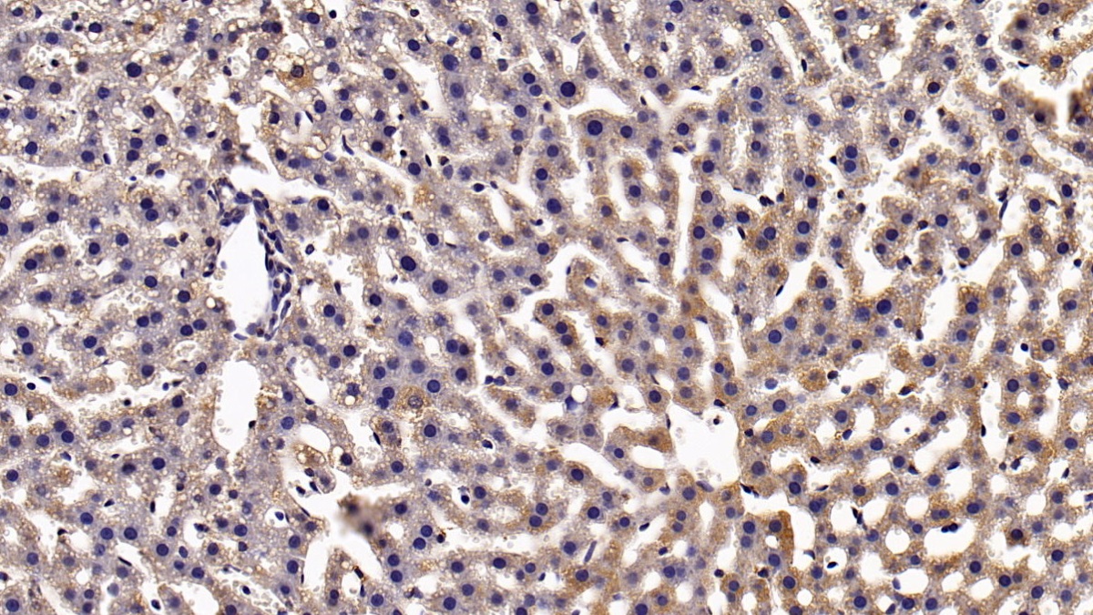 Monoclonal Antibody to Signal Transducer And Activator Of Transcription 3 (STAT3)