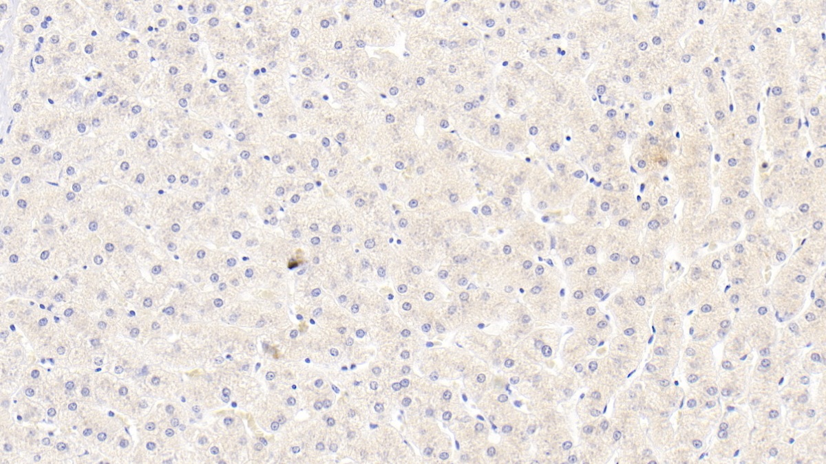 Monoclonal Antibody to Inhibin Beta B (INHbB)