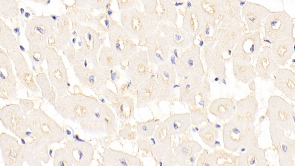 Monoclonal Antibody to Inhibin Beta B (INHbB)