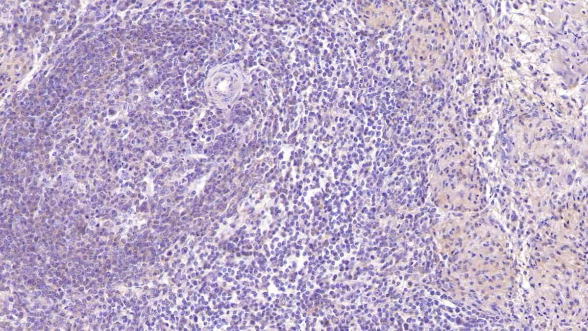 Monoclonal Antibody to Sialic Acid Binding Ig Like Lectin 7 (SIGLEC7)