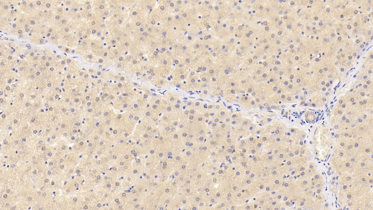 Monoclonal Antibody to Sialic Acid Binding Ig Like Lectin 8 (SIGLEC8)