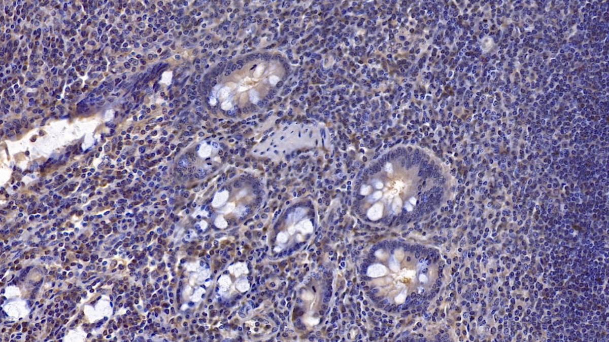 Monoclonal Antibody to Neuregulin 1 (NRG1)