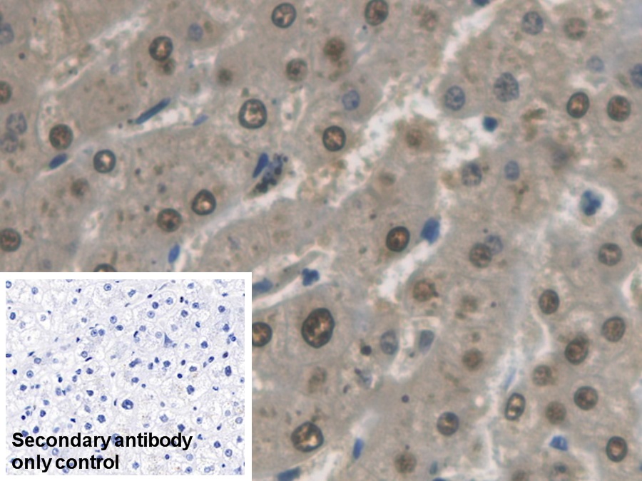 Monoclonal Antibody to Glyceraldehyde-3-Phosphate Dehydrogenase (GAPDH)