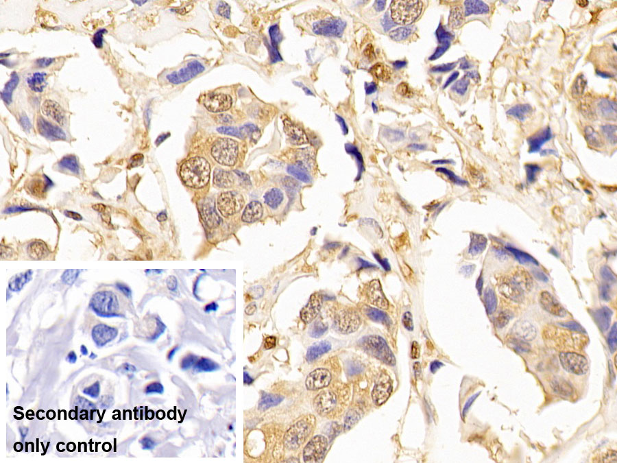 Monoclonal Antibody to Glyceraldehyde-3-Phosphate Dehydrogenase (GAPDH)