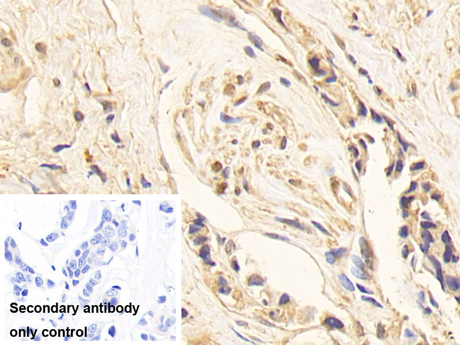 Monoclonal Antibody to Glyceraldehyde-3-Phosphate Dehydrogenase (GAPDH)