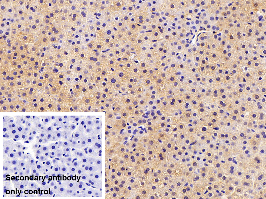 Monoclonal Antibody to Leucine Rich Alpha-2-Glycoprotein 1 (LRG1)