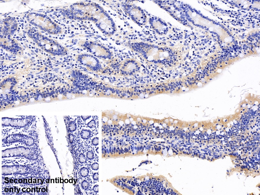 Monoclonal Antibody to Apolipoprotein A4 (APOA4)