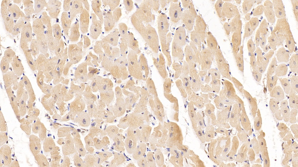 Monoclonal Antibody to Tenascin C (TNC)