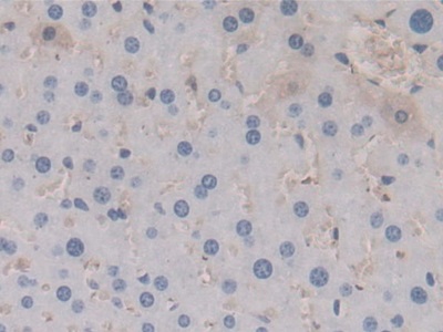 Monoclonal Antibody to Apolipoprotein A5 (APOA5)