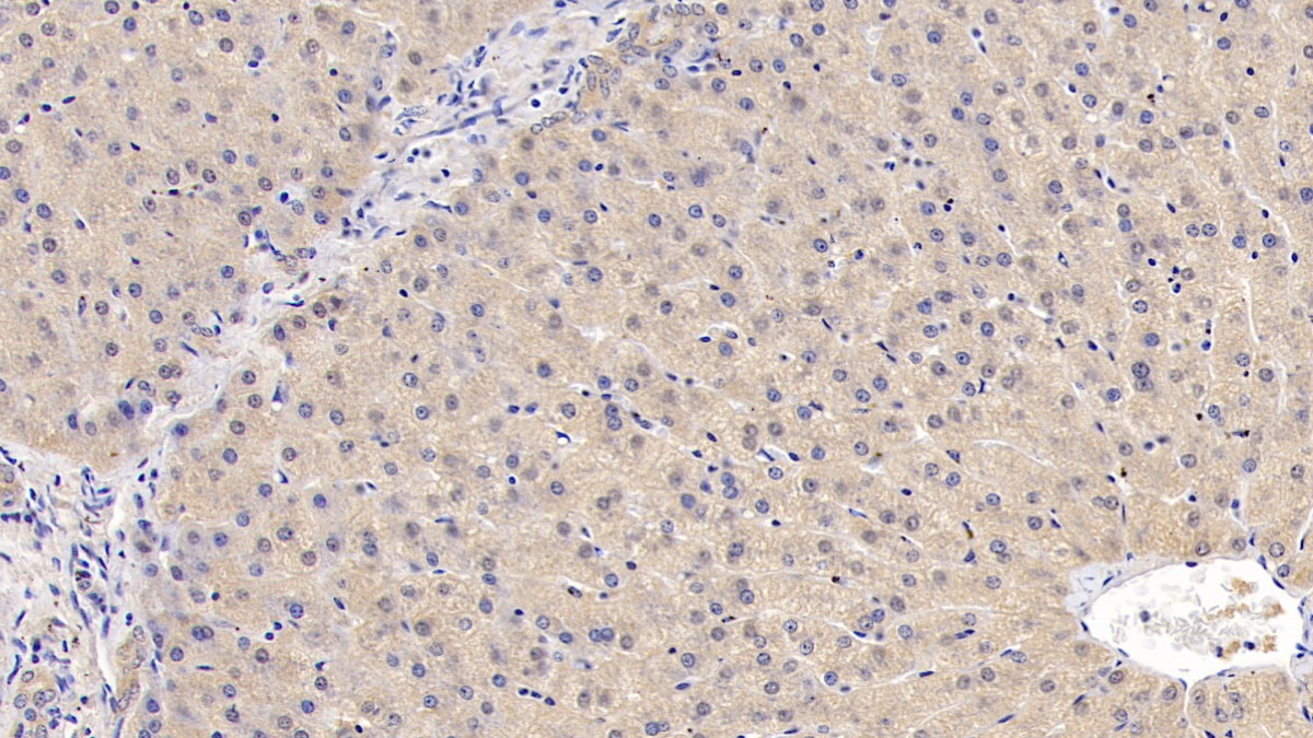 Monoclonal Antibody to Interleukin 29 (IL29)