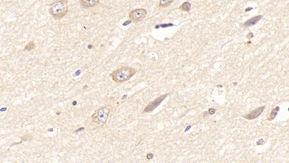 Monoclonal Antibody to Laminin Alpha 3 (LAMa3)