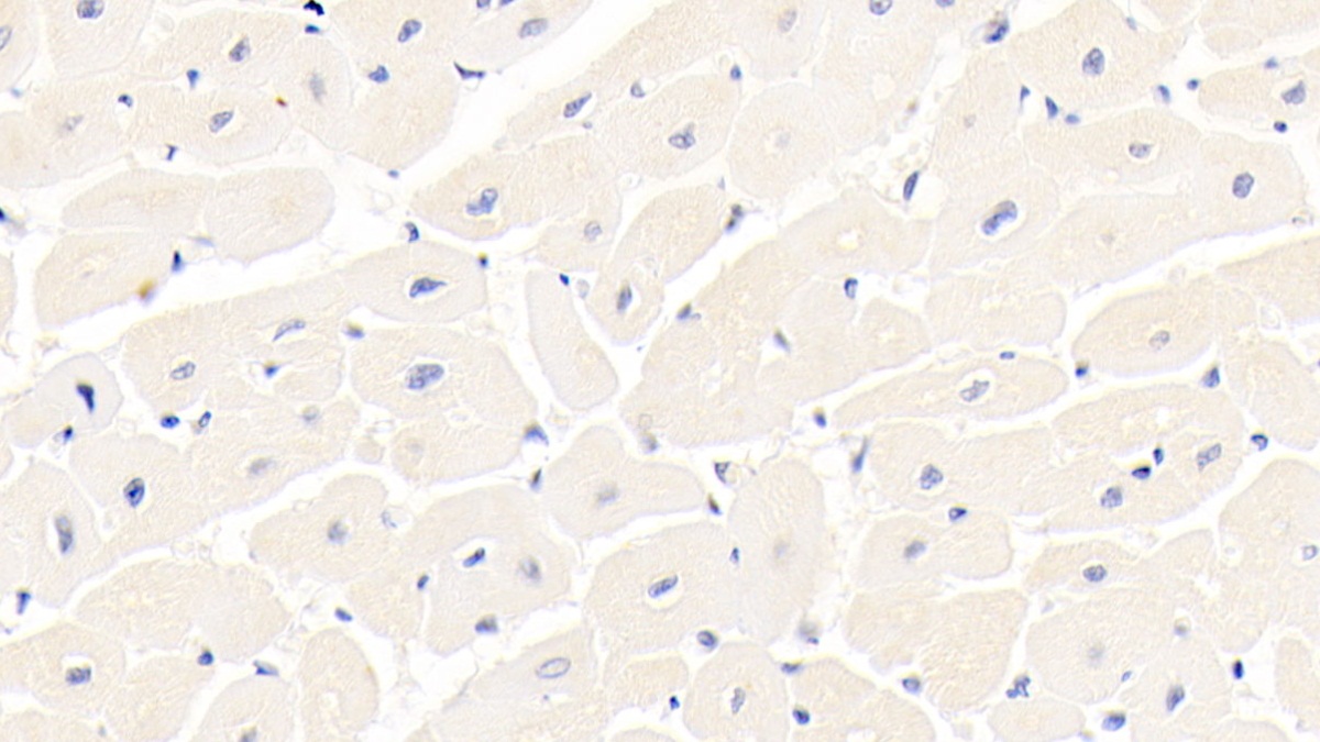 Monoclonal Antibody to Integrin Alpha 11 (ITGa11)