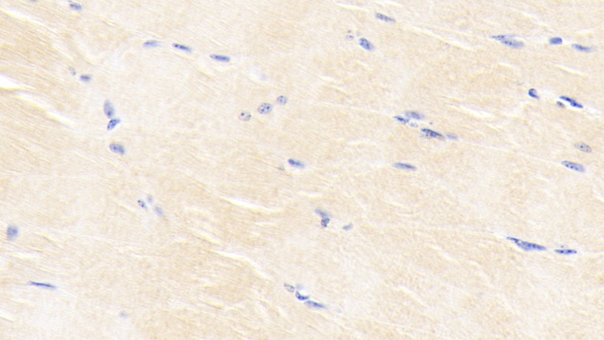 Monoclonal Antibody to Bone Morphogenetic Protein 3 (BMP3)