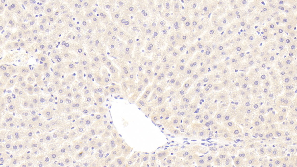 Monoclonal Antibody to Bone Morphogenetic Protein 3 (BMP3)