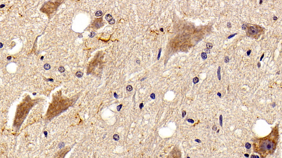 Monoclonal Antibody to Ionized Calcium-binding Adapter Molecule 1 (IBA1)