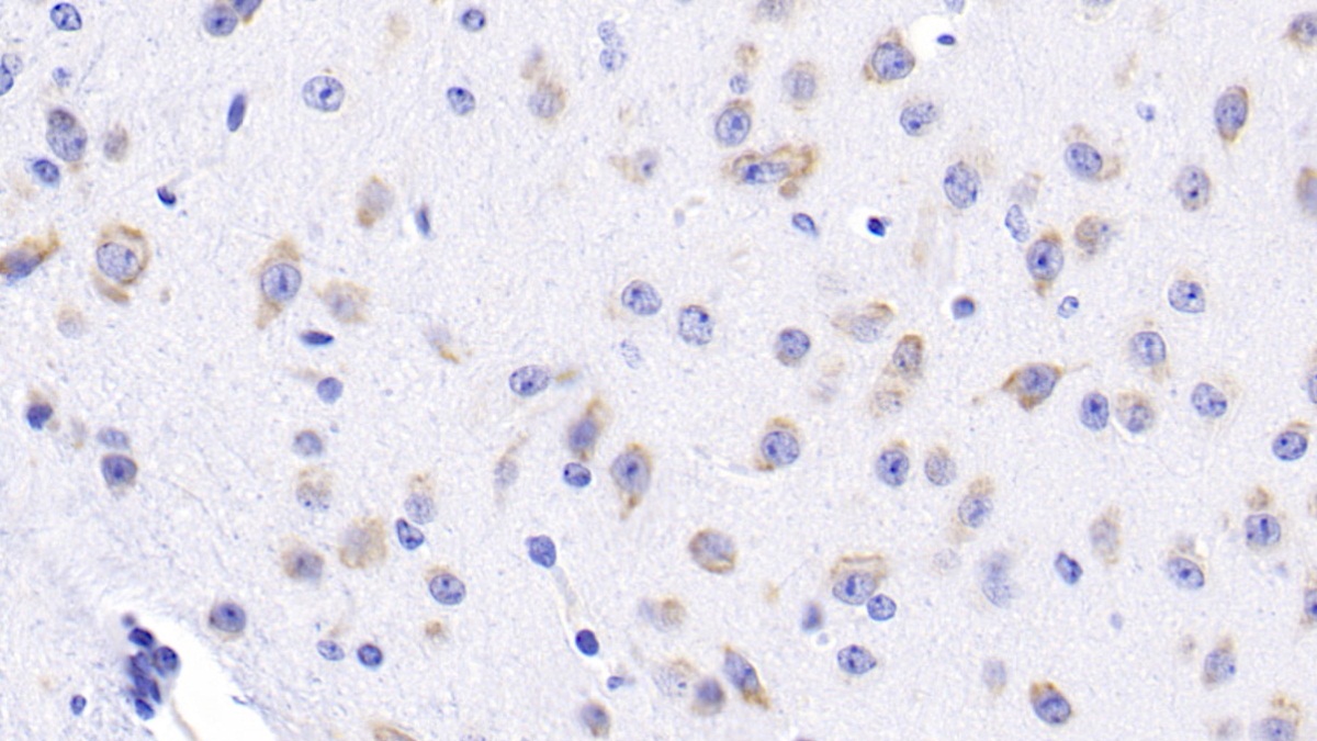 Monoclonal Antibody to Heat Shock 70kDa Protein 5 (HSPA5)