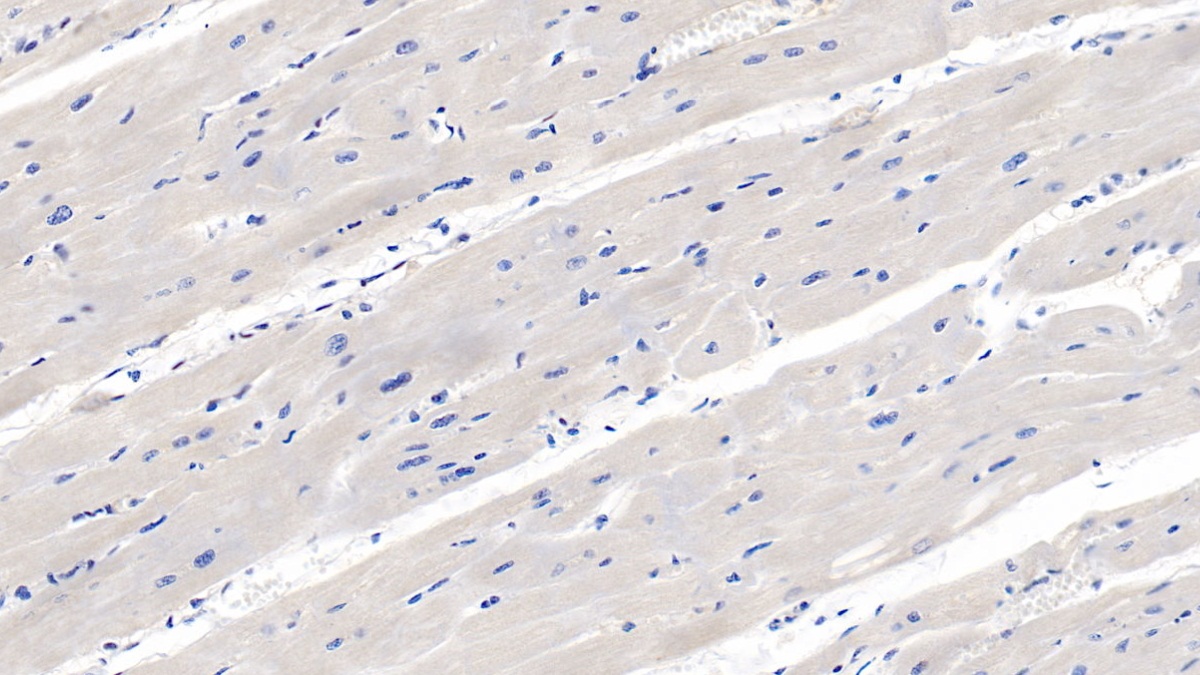 Monoclonal Antibody to Renalase (RNLS)