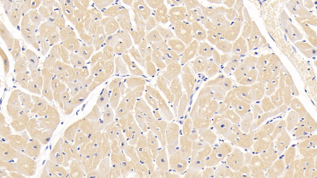 Monoclonal Antibody to Renalase (RNLS)