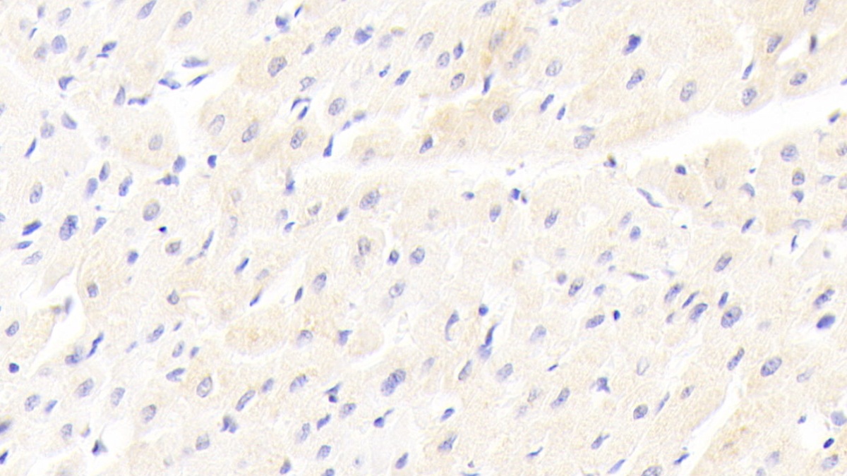 Monoclonal Antibody to Low Density Lipoprotein Receptor Related Protein 6 (LRP6)