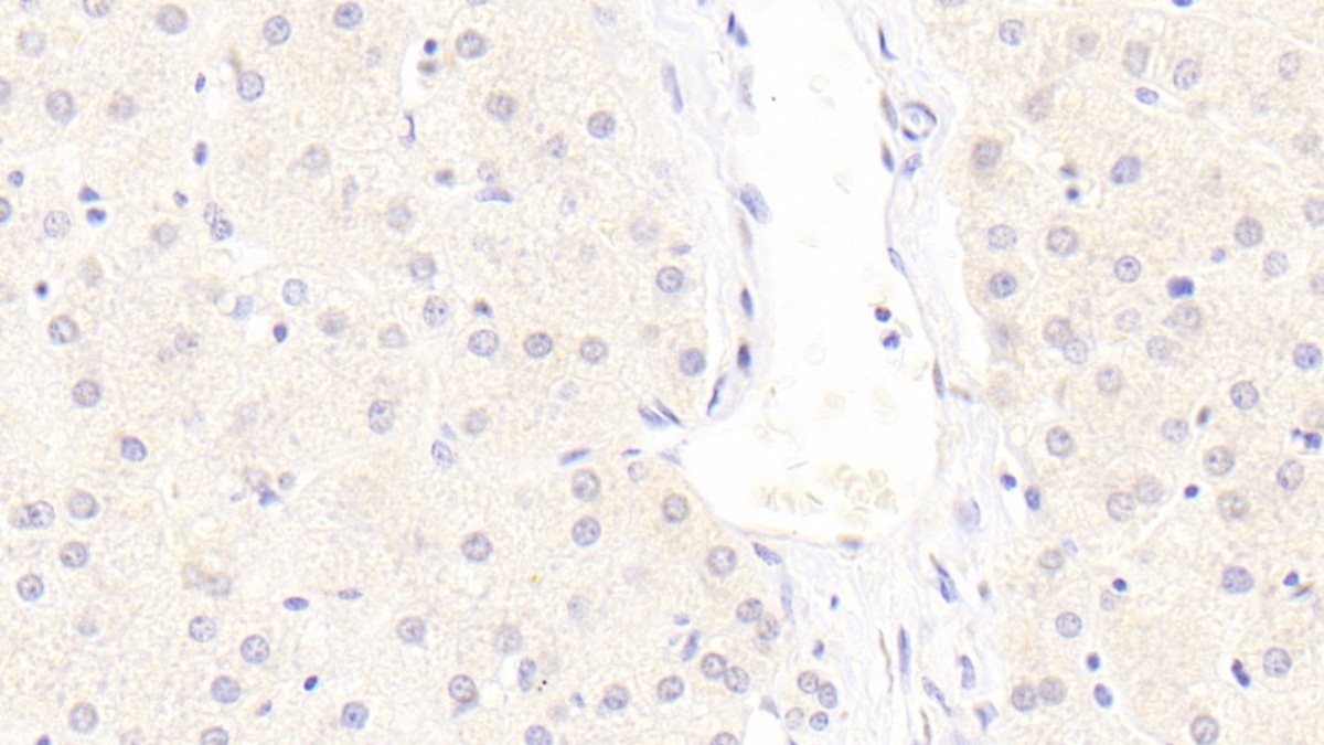 Monoclonal Antibody to Low Density Lipoprotein Receptor Related Protein 6 (LRP6)