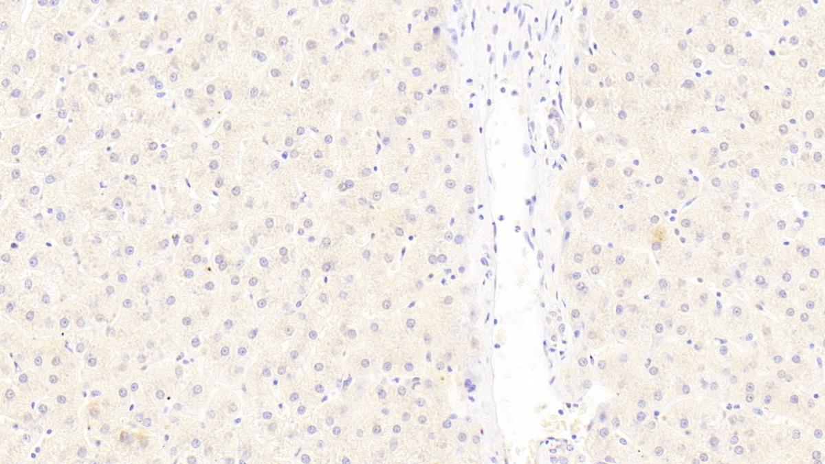 Monoclonal Antibody to Low Density Lipoprotein Receptor Related Protein 6 (LRP6)