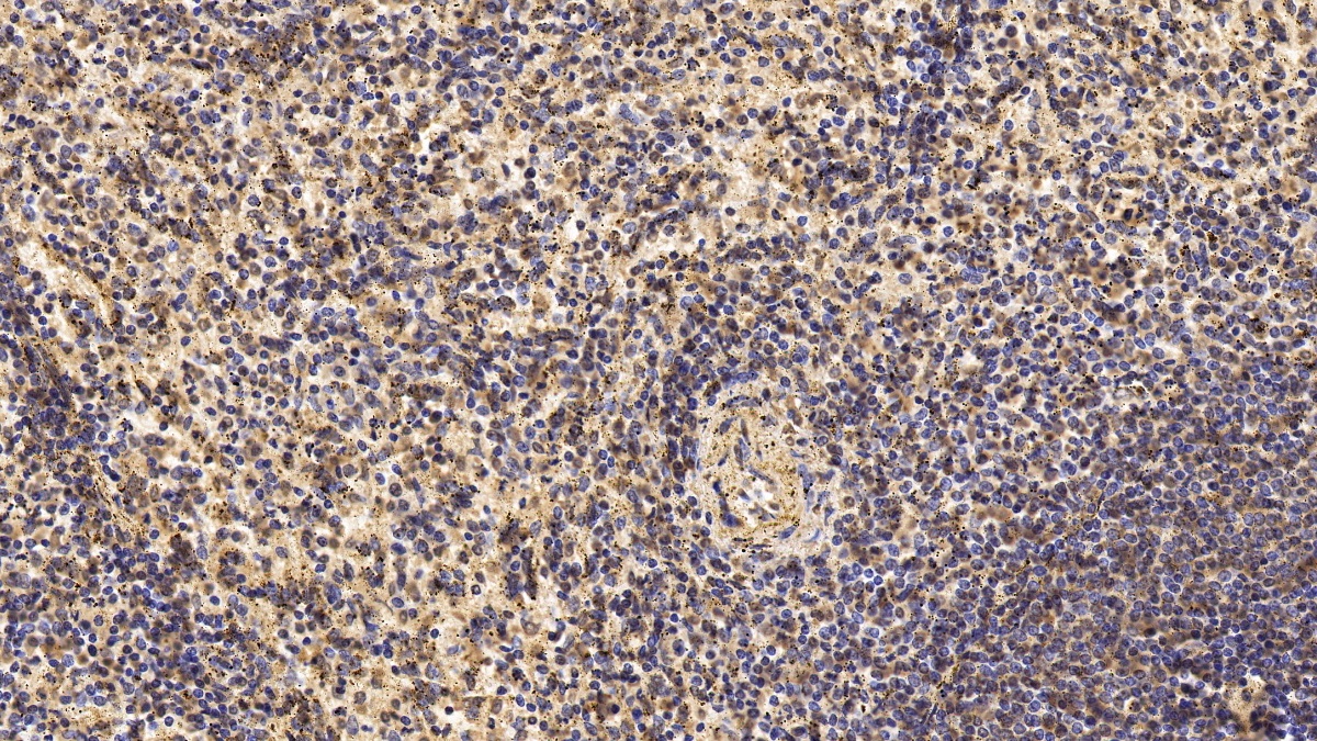 Monoclonal Antibody to T-Cell Surface Glycoprotein CD3 Epsilon (CD3e)