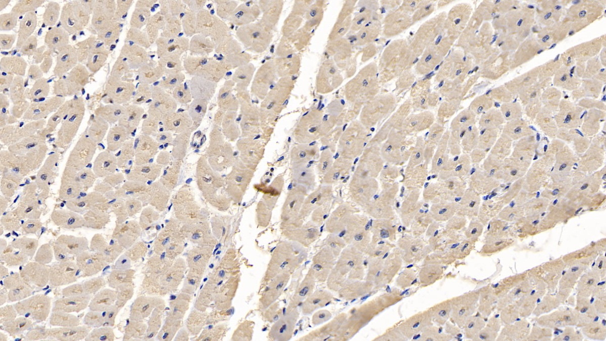 Monoclonal Antibody to Myosin Heavy Chain 4, Skeletal Muscle (MYH4)