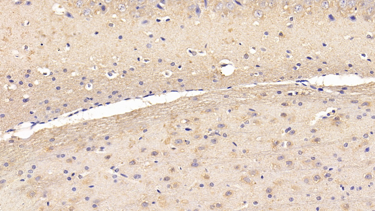 Monoclonal Antibody to Heat Shock 70kDa Binding Protein 1 (HSPBP1)