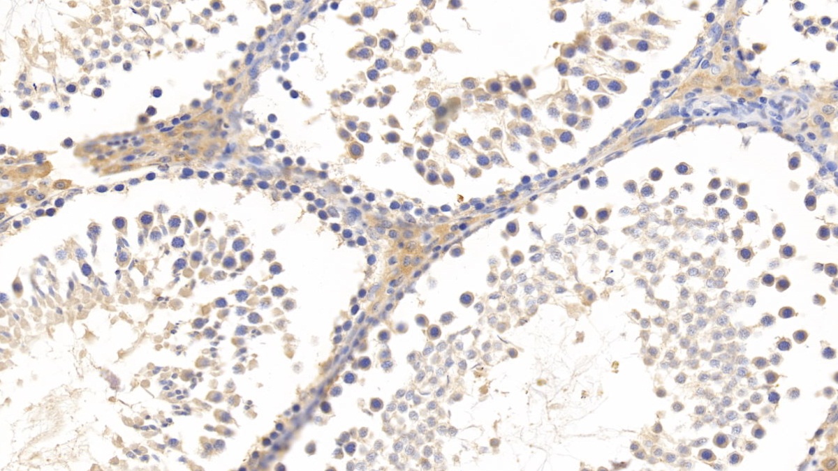 Monoclonal Antibody to Relaxin 3 (RLN3)