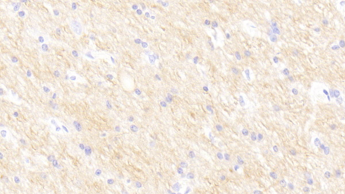 Monoclonal Antibody to Sialic Acid Binding Ig Like Lectin 9 (SIGLEC9)