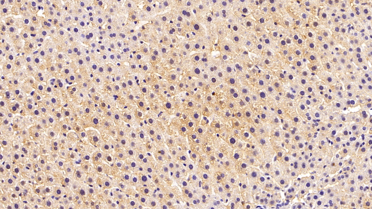 Monoclonal Antibody to Farnesyl Diphosphate Synthase (FDPS)