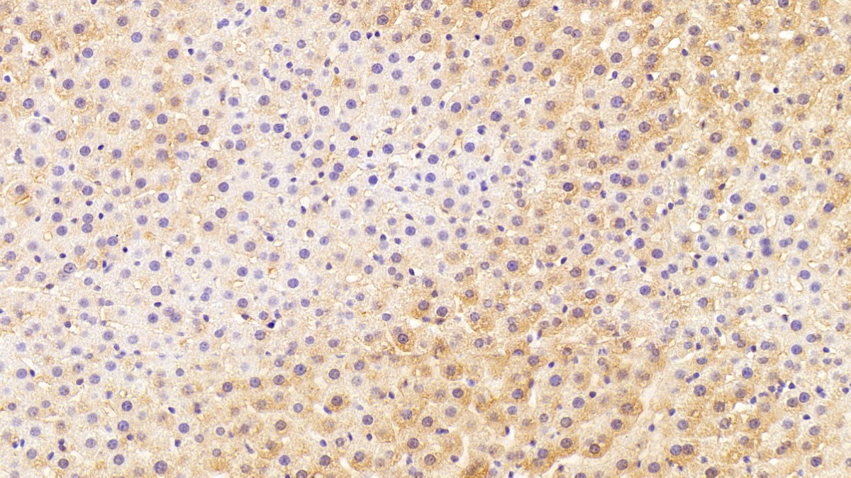 Monoclonal Antibody to 4-Hydroxyphenylpyruvate Dioxygenase (HPD)