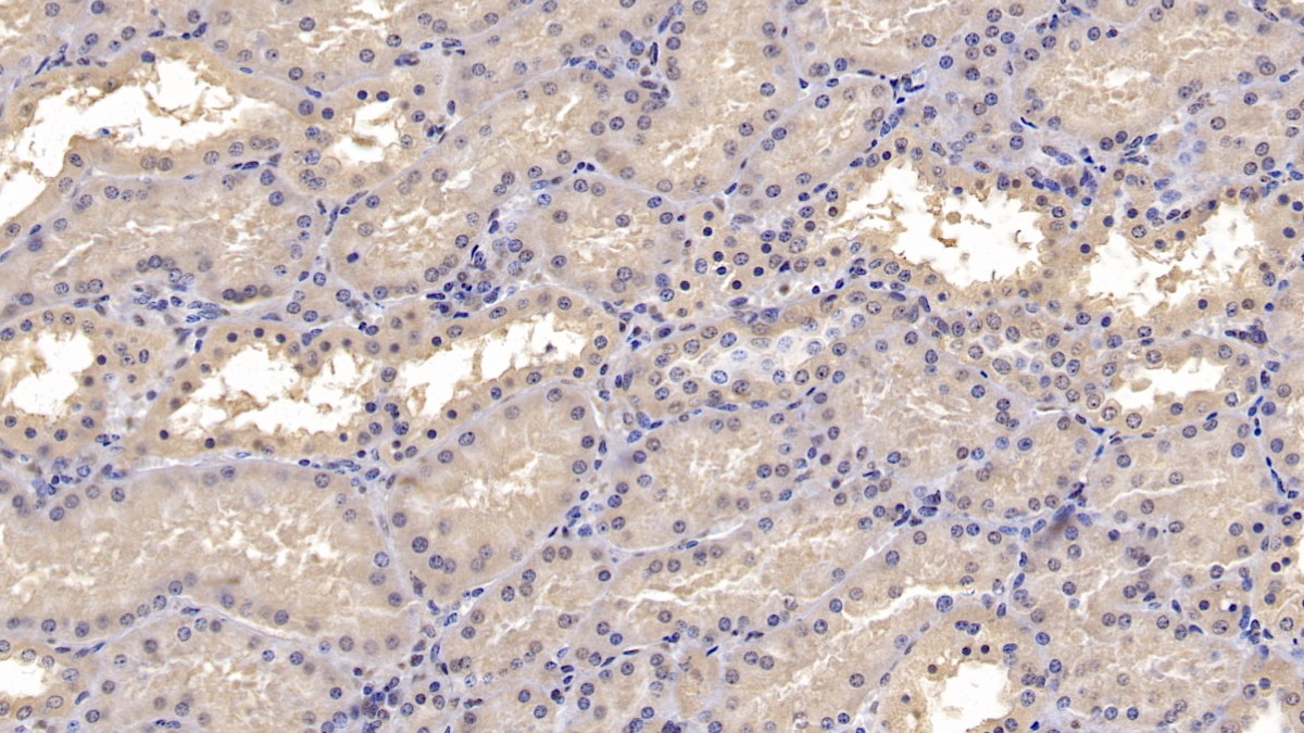 Monoclonal Antibody to Na-Cl Cotransporter (NCCT)