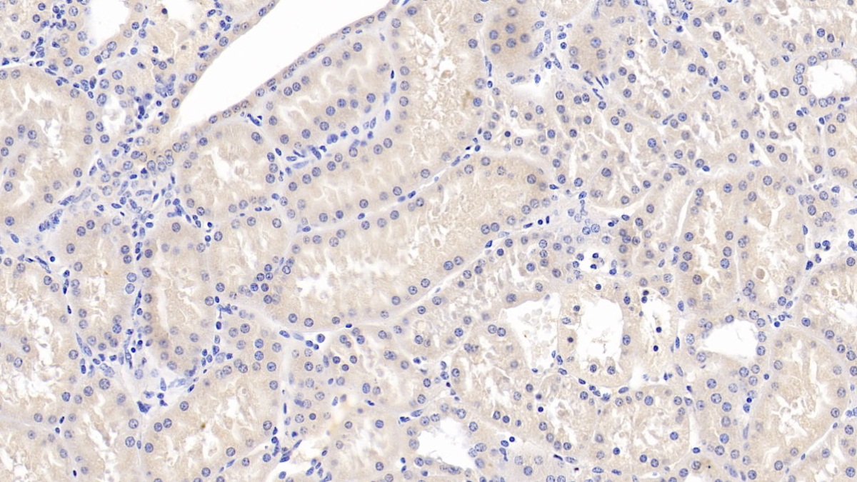 Monoclonal Antibody to Na-Cl Cotransporter (NCCT)